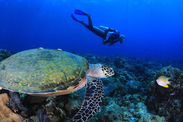 Tulamben Discover Scuba Diving: Introductory Dive to the USAT Liberty & Coral Garden photo 1