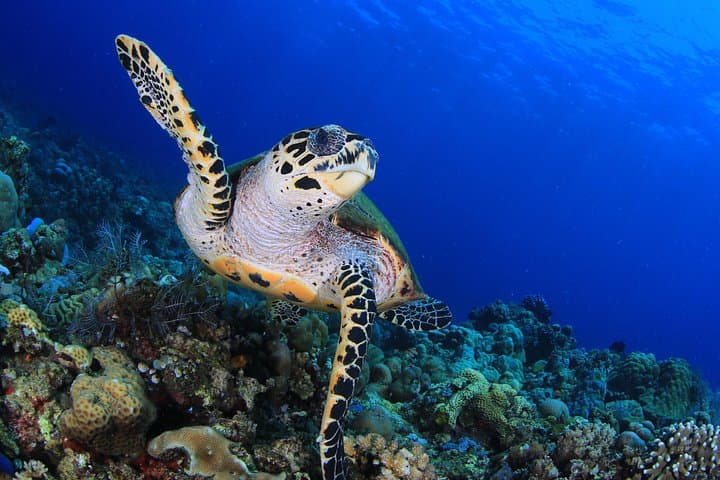 Tulamben Discover Scuba Diving: Introductory Dive to the USAT Liberty & Coral Garden photo 4