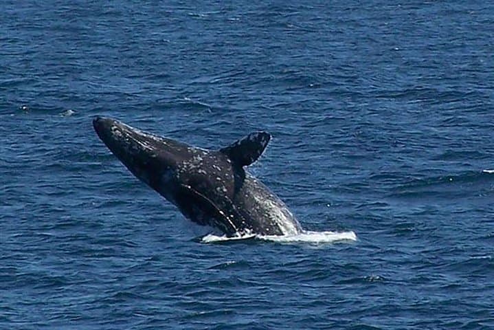 San Diego Whale & Dolphin Watching Cruise from Pier 2 — Seasonal Marine Mammal Tours photo 5