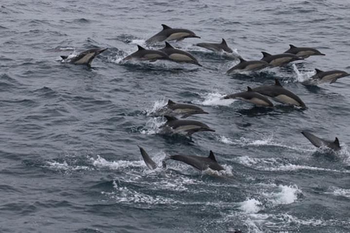 San Diego Whale & Dolphin Watching Cruise from Pier 2 — Seasonal Marine Mammal Tours