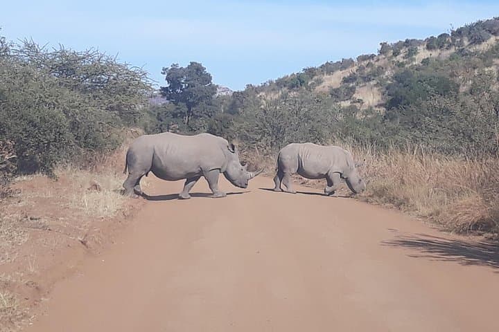 Full-Day Pilanesberg Safari: Big Five, Volcanic Landscapes & Open-Vehicle Game Drives photo 1