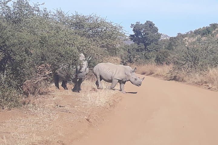 Full-Day Pilanesberg Safari: Big Five, Volcanic Landscapes & Open-Vehicle Game Drives photo 2