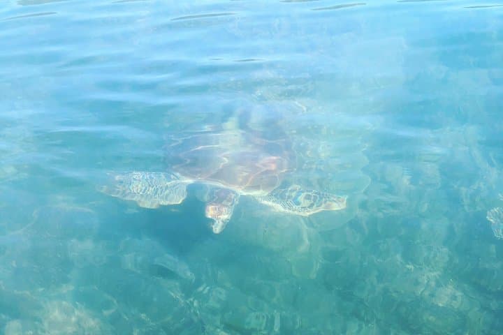 Kayak Turtle Tour from Palm Cove — Paddle to Double Island & Snorkel with Turtles photo 4