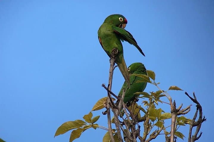 El Rey Marshes Birding Tour — Manuel Antonio Guided Birdwatching in Rice Fields & Canals photo 4