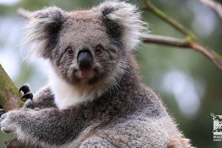 Phillip Island Penguin and Australian Wildlife Private Tour from Melbourne