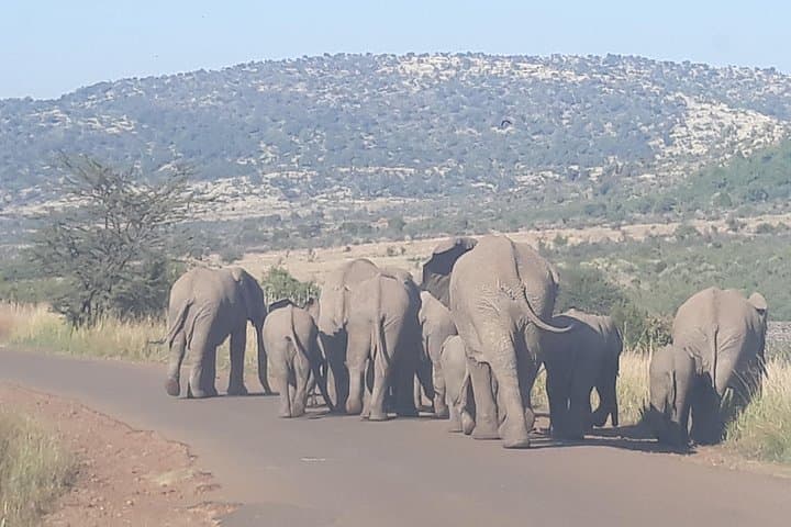 Full-Day Pilanesberg Safari: Big Five, Volcanic Landscapes & Open-Vehicle Game Drives photo 3