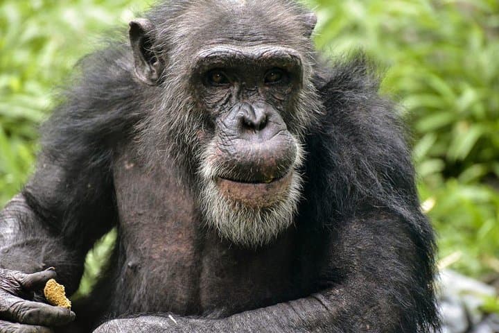 10-Day Uganda Gorilla, Chimpanzee & Murchison Falls Safari