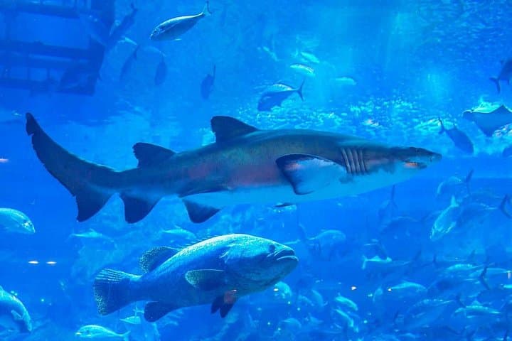 Private Dubai Day Trip from Abu Dhabi: Burj Khalifa, Dubai Aquarium & Burj Al Arab Drinks photo 3