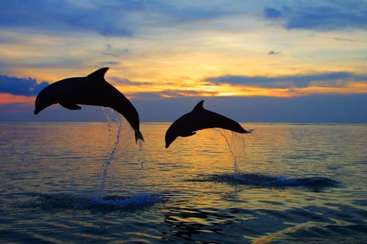 Sunrise Dolphins and North Bali Highlights: Lovina to Bedugul Private Tour
