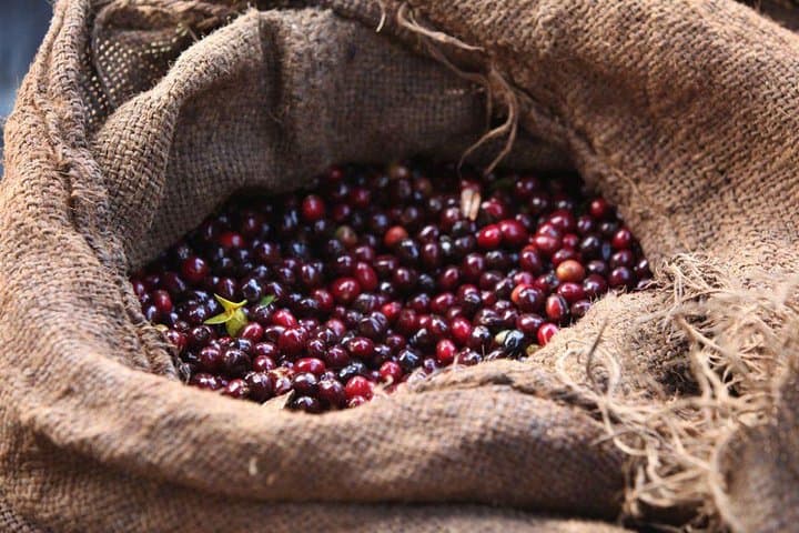 8-Day Ethiopian Coffee Tour — Explore the Birthplace of Arabica photo 1