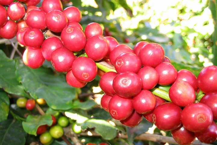 8-Day Ethiopian Coffee Tour — Explore the Birthplace of Arabica photo 2