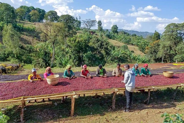 8-Day Ethiopian Coffee Tour — Explore the Birthplace of Arabica photo 3