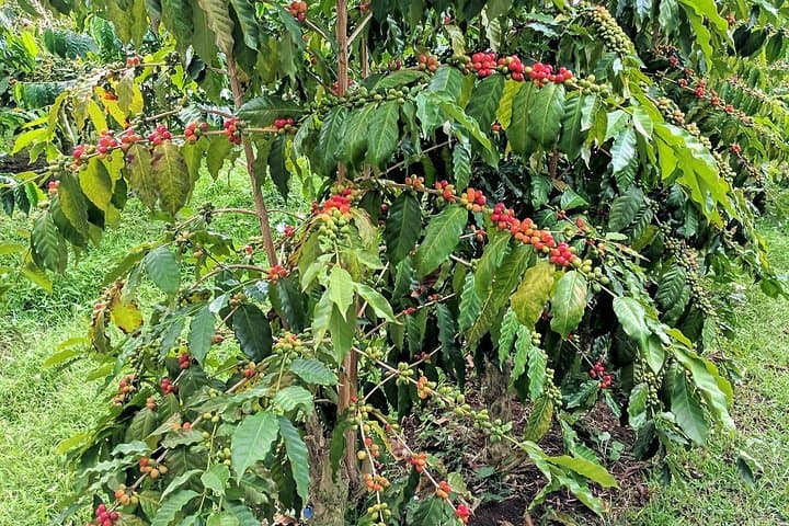 8-Day Ethiopian Coffee Tour — Explore the Birthplace of Arabica photo 4