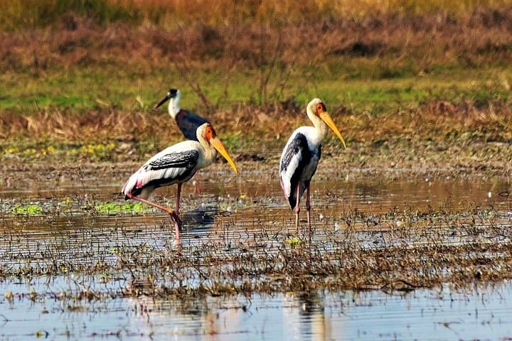 Nepal Birding Holidays: Himalayan Birds & Valley Walks photo 3