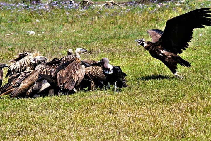 Nepal Birding Holidays: Himalayan Birds & Valley Walks photo 4