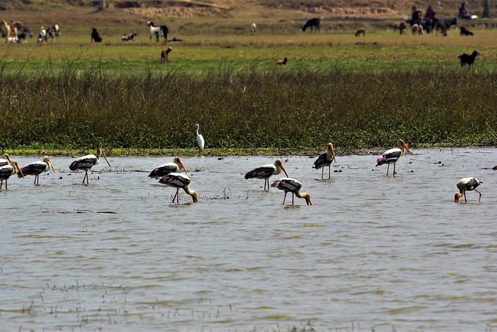 Nepal Birding Holidays: Himalayan Birds & Valley Walks photo 5