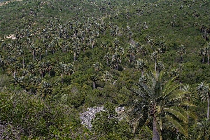 Darwin's Route — La Campana Palm Forest Hike from Santiago photo 3