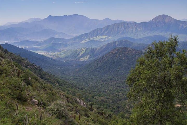 Darwin's Route — La Campana Palm Forest Hike from Santiago photo 4