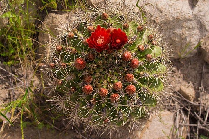 Darwin's Route — La Campana Palm Forest Hike from Santiago photo 5