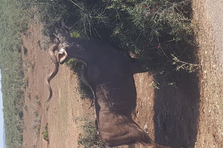 Full-Day Private Addo Elephant Safari: Big-Game Drives from Port Elizabeth photo 6