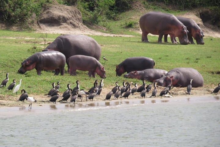 Akagera One-Day Game Drive: Lake Ihema Wildlife Safari from Kigali