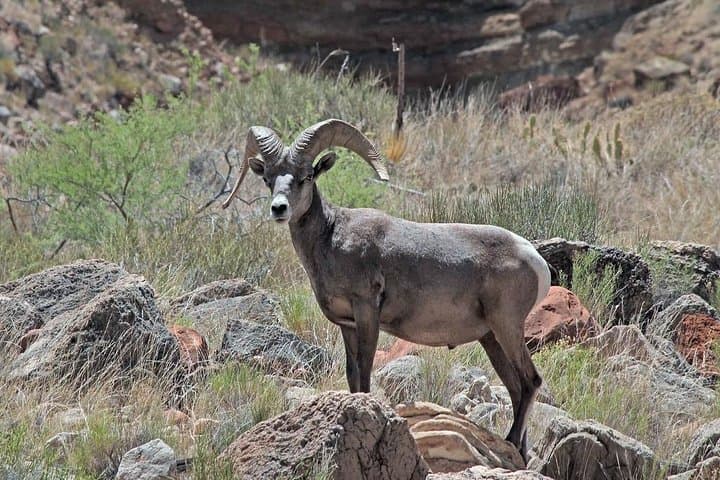 Exploring Arizona’s Apache Trail and Canyon Lake with Dolly Steamboat photo 5