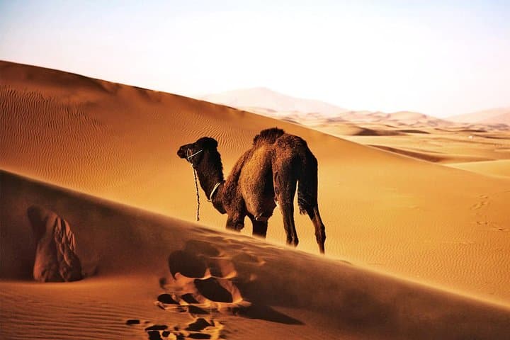 Six-Day Egypt Circuit: Cairo, Luxor, Alexandria and the Egyptian Sahara
