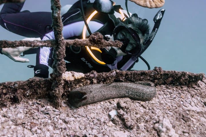 Explore Oahu’s Wrecks: Two-Tank Certified SCUBA from Waikiki photo 4