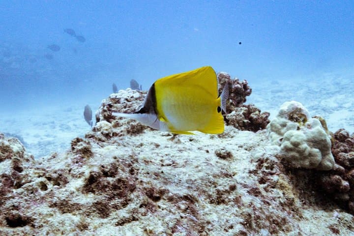 Private Two-Tank SCUBA Charter from Waikiki — Wreck & Reef Dives photo 5