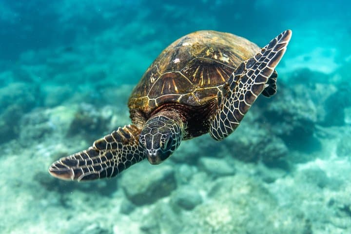 Private Two-Tank SCUBA Charter from Waikiki — Wreck & Reef Dives photo 2