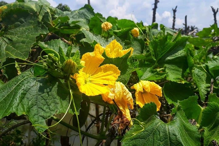 Cooking, Farming & Dray Nur Waterfall Day Tour from Buon Ma Thuot photo 2