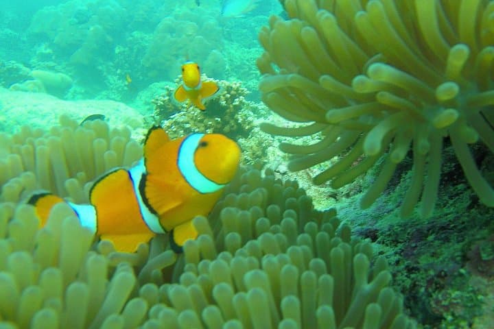 Private Surin Islands Longtail Boat Tour — Snorkel Pristine Reefs & Moken Village photo 3