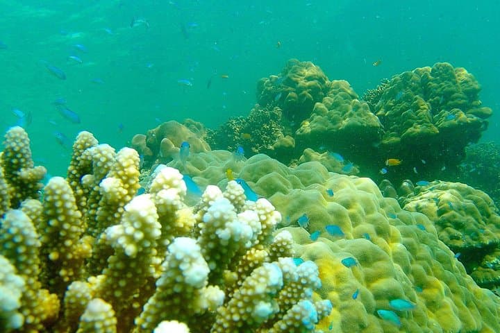 Private Surin Islands Longtail Boat Tour — Snorkel Pristine Reefs & Moken Village photo 5