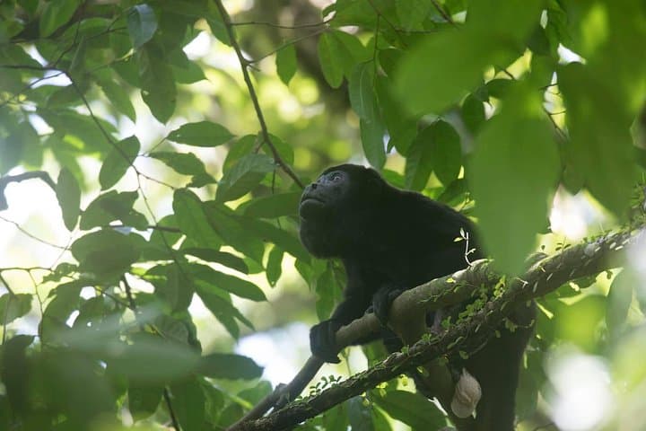 Private 4-in-1: Rainforest Hike, Blue River Swim, Volcanic Mud Baths & Hot Springs in Costa Rica photo 3