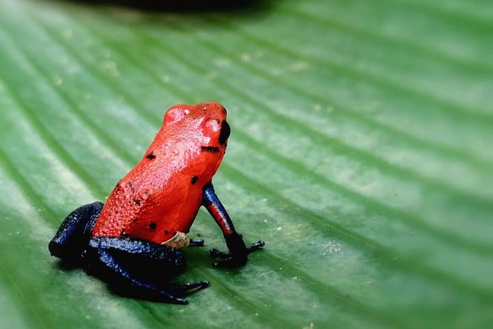 Private 4-in-1: Rainforest Hike, Blue River Swim, Volcanic Mud Baths & Hot Springs in Costa Rica photo 4