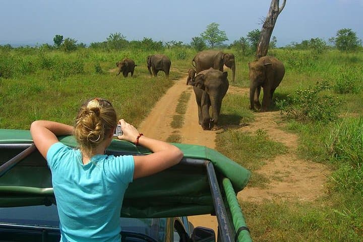 Udawalawe Day Safari from Colombo — Elephant Jeep Safari & Dam Visit photo 1