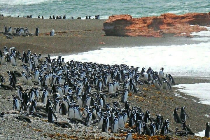 Beagle Channel Cruise to Martillo Island: Penguins, Sea Lions & Les Éclaireurs Lighthouse photo 1
