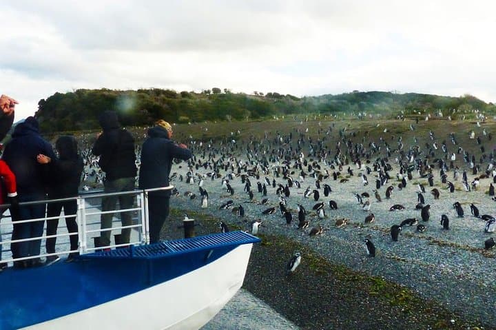 Beagle Channel Cruise to Martillo Island: Penguins, Sea Lions & Les Éclaireurs Lighthouse photo 2