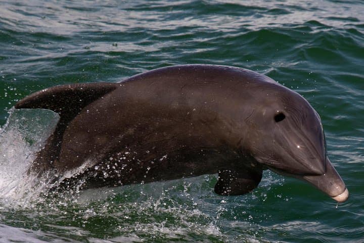 Half-Day Luxury Sarasota Private Boat Charter - Dolphin Watching & Sunset Cruises