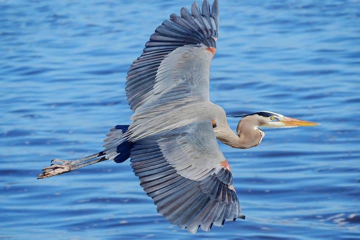 Half-Day Luxury Sarasota Private Boat Charter - Dolphin Watching & Sunset Cruises photo 4