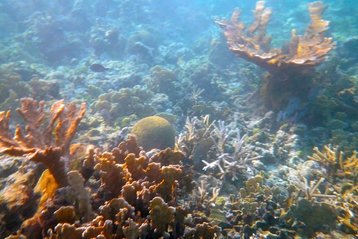 Private Afternoon Snorkel & Sunset Sail in Key West — Charter Guide for Small Groups photo 4