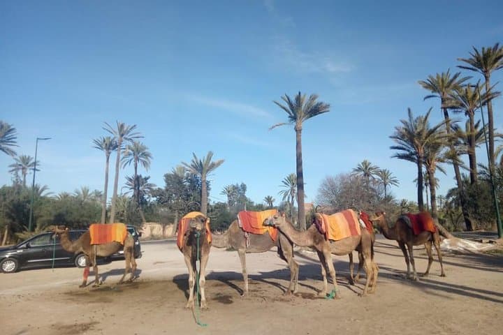 Palmeraie Camel Ride: Palm-Grove Caravan & Berber Tea Near Marrakech photo 4