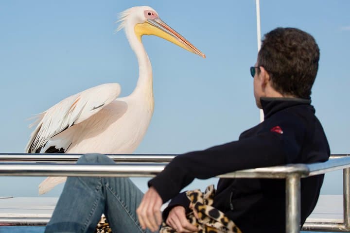 Marine Dolphin & Seal Cruise from Walvis Bay: Pelican Point Wildlife Excursion