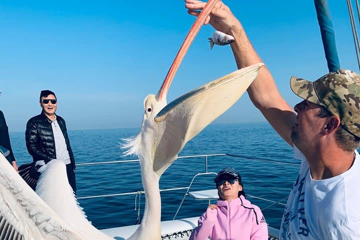 Marine Dolphin & Seal Cruise from Walvis Bay: Pelican Point Wildlife Excursion photo 2