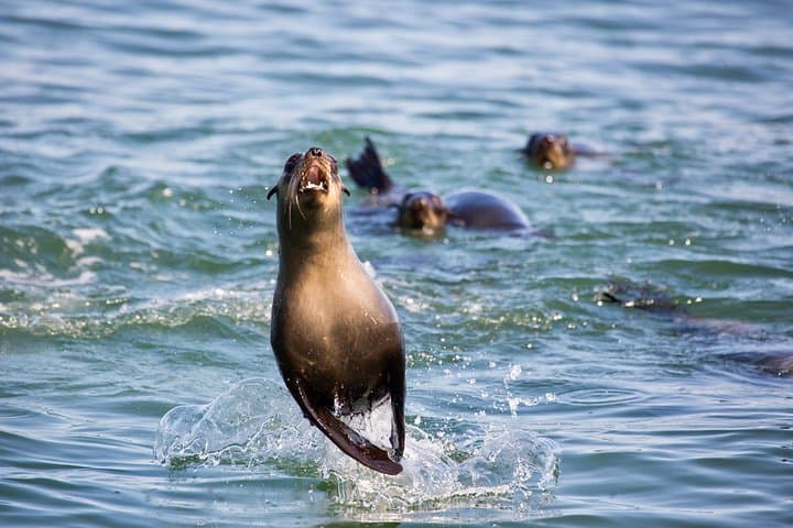 Marine Dolphin & Seal Cruise from Walvis Bay: Pelican Point Wildlife Excursion photo 5