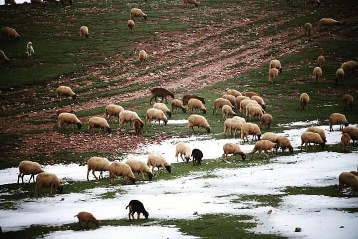Middle Atlas Mountain Day Trip from Fez — Ifrane, Azrou & Cedar Forests photo 3