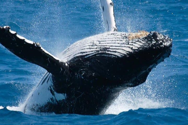 Private Negombo Short Tour & Transfer with Shanaka — Travel Sri Lanka photo 2