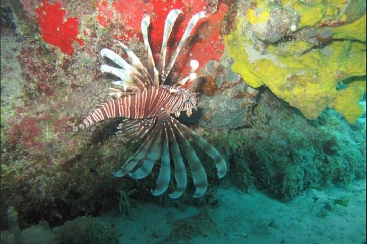 Palancar, Colombia & El Cielo Snorkeling Tour — Cozumel Day Trip photo 6