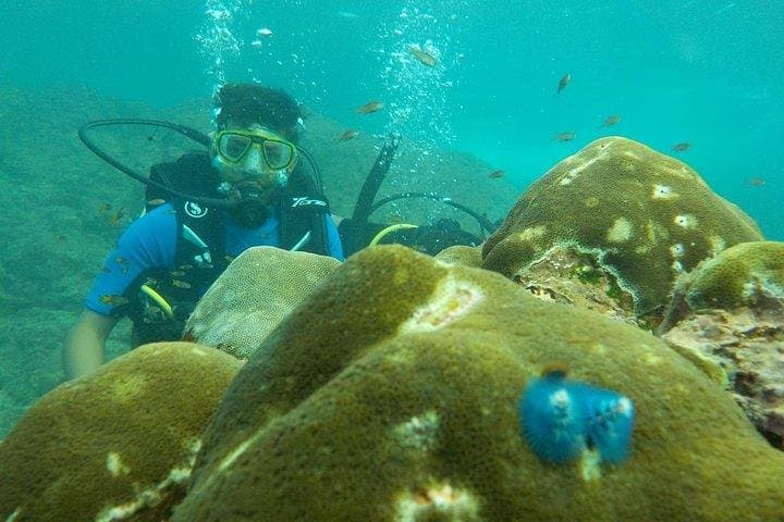 Boat Scuba Diving at Neil Island: Guided Shallow Reef Dives from Bharatpur Beach photo 3