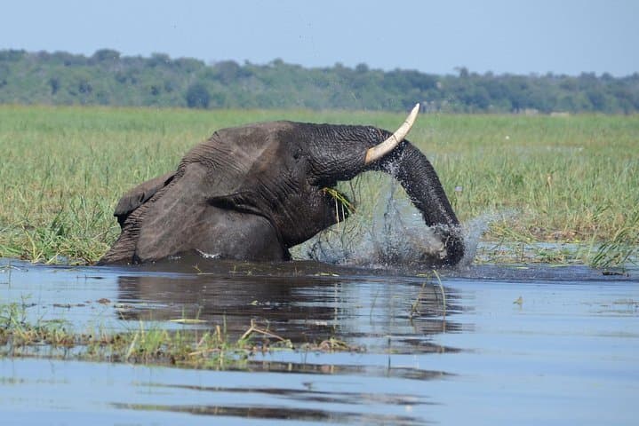Sunset Cruise on the Chobe River: Elephant Herds, Golden Light & Kasane Pickup photo 3